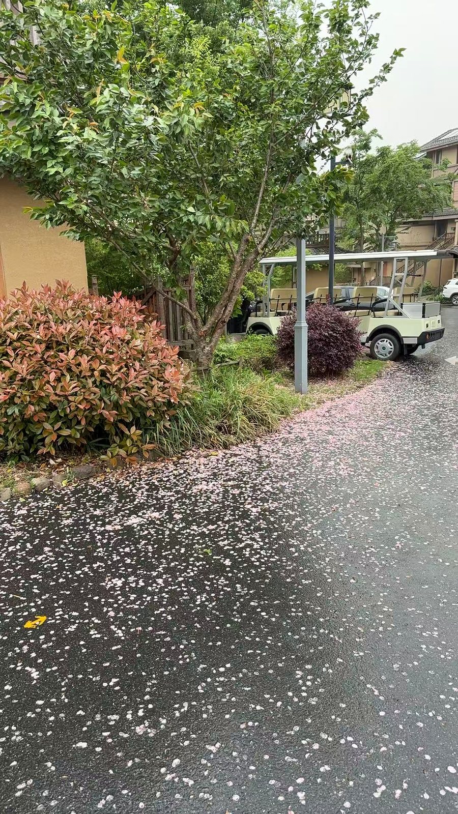 雨后院外