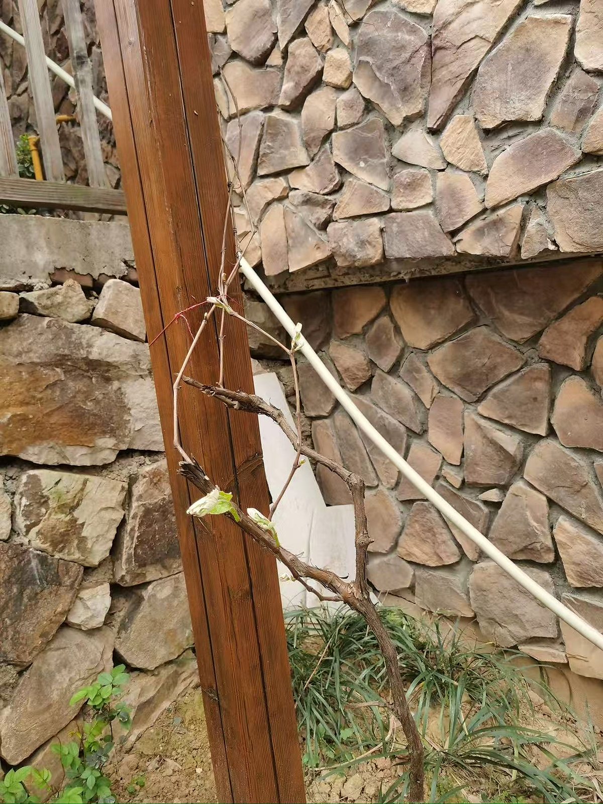 静清悠庐春天葡萄新芽