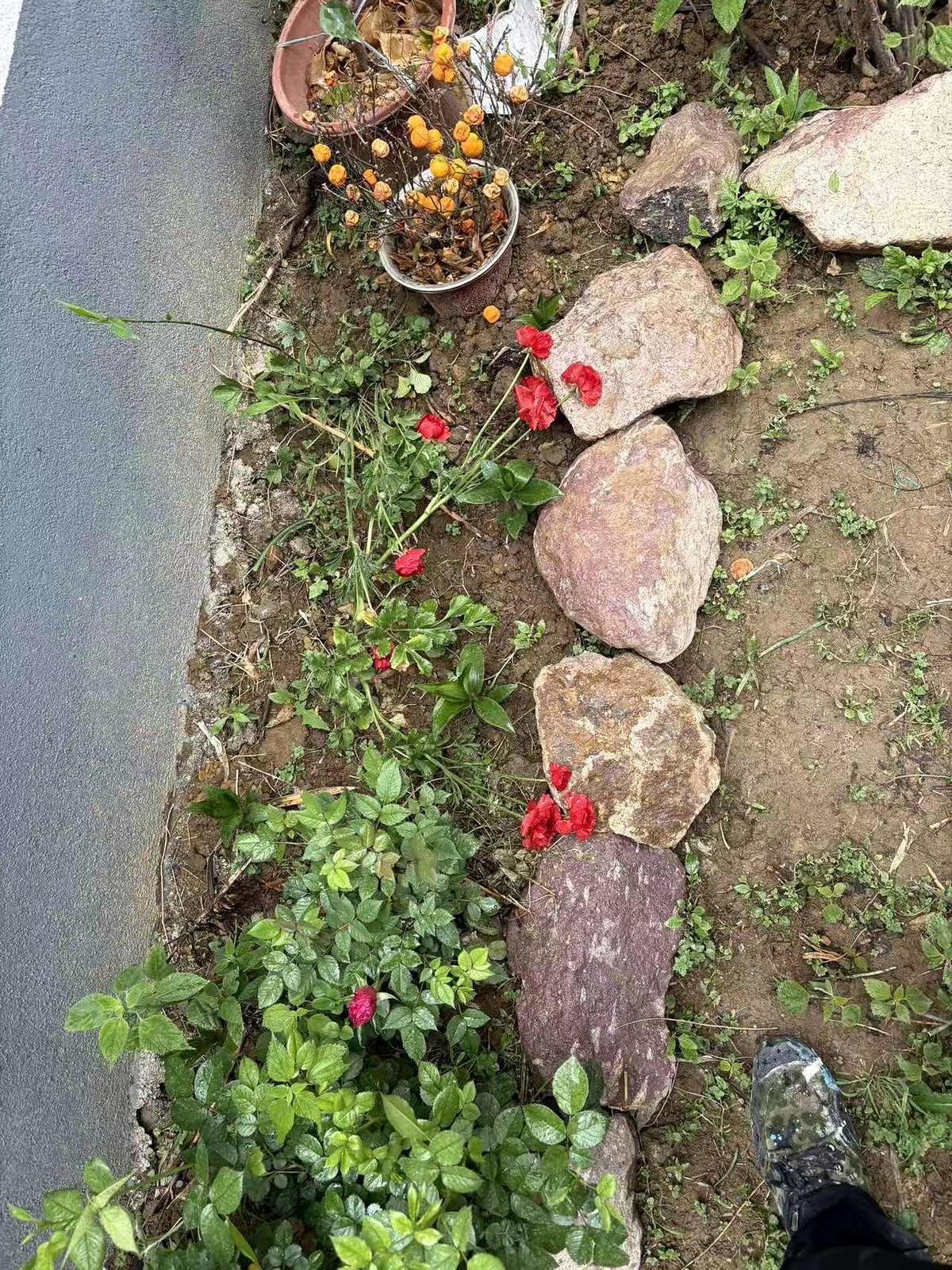 葡萄架一角