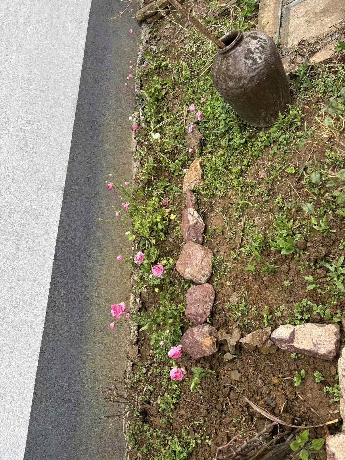 葡萄架另一侧