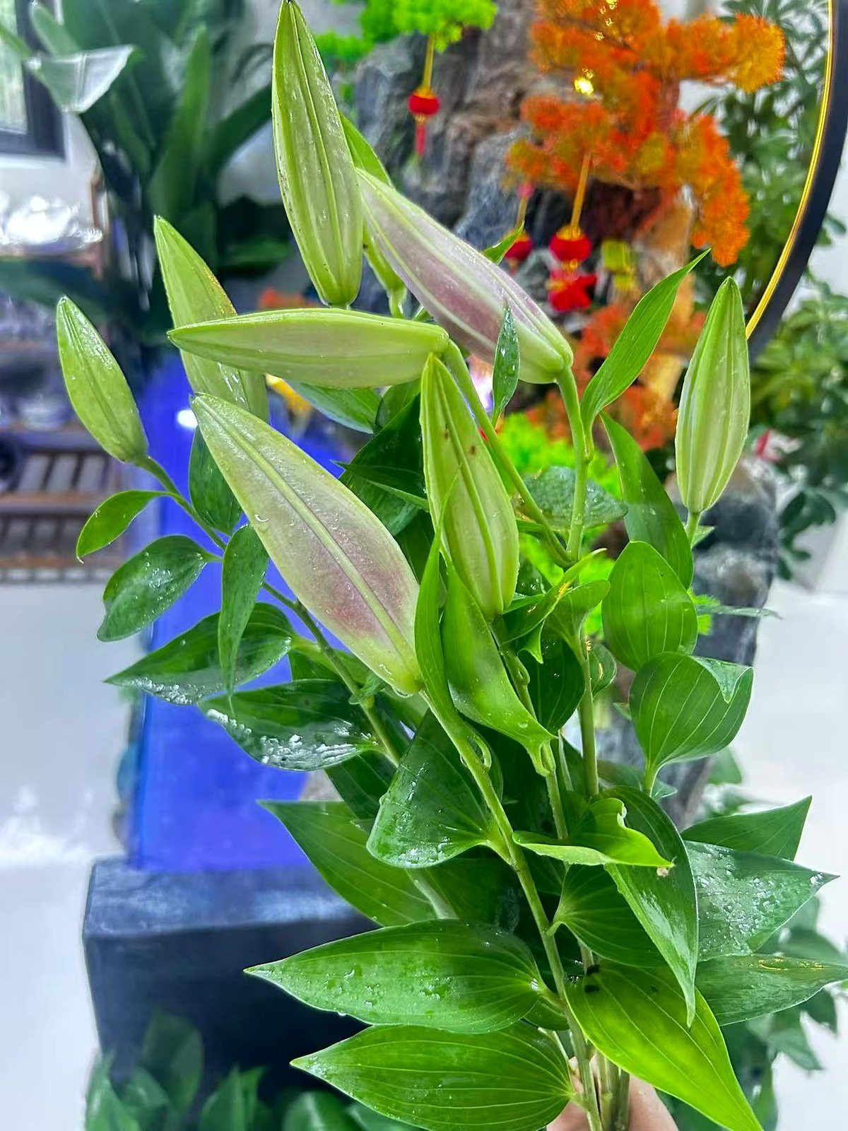 前台百合