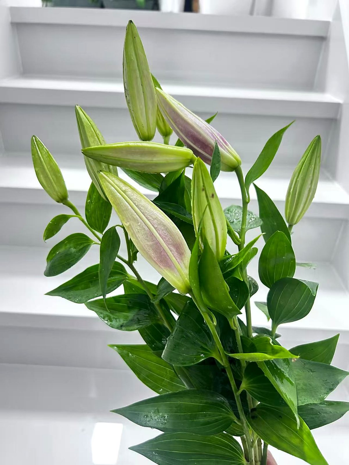 花园百合
