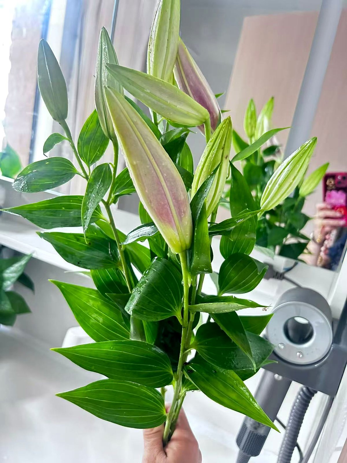 花园百合近景