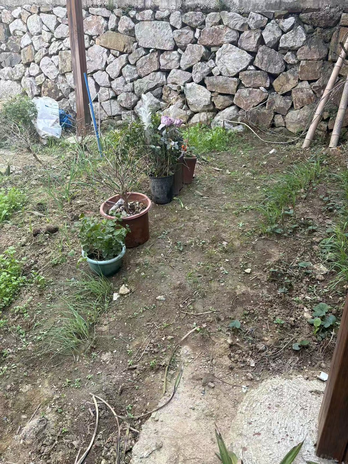 葡萄园慢慢成形