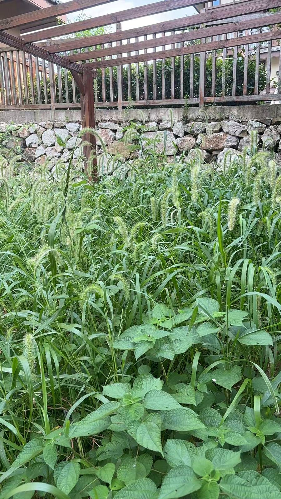 整理前的草地