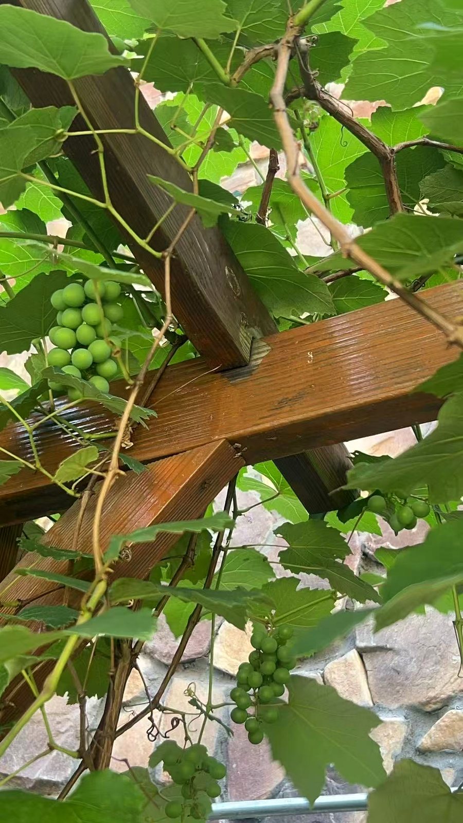 静清悠庐秋天葡萄结果