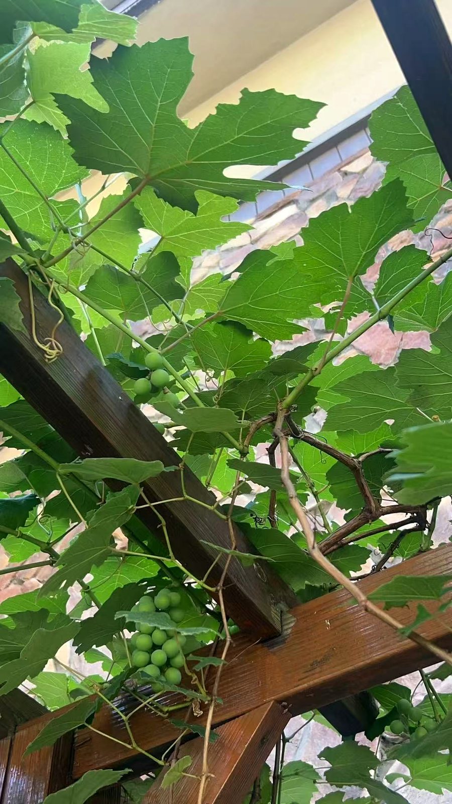 成熟葡萄