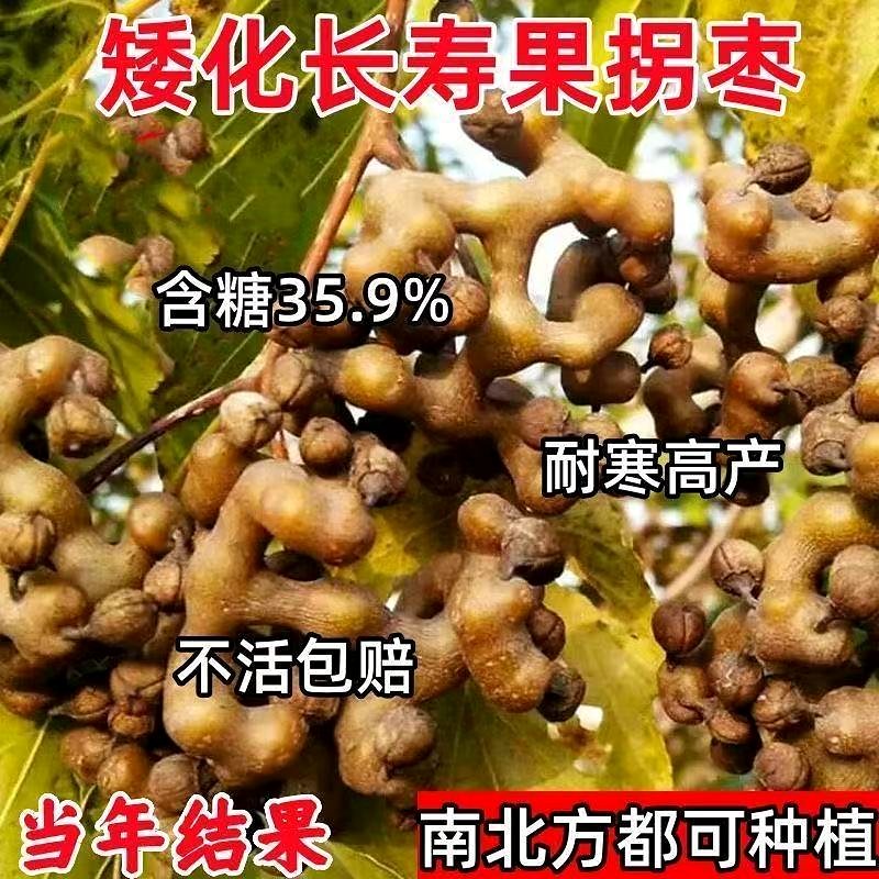 院子里的特色拐枣